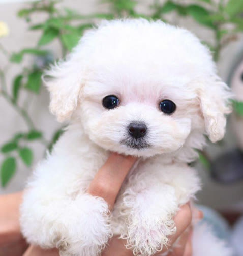 泰迪怎样不乱吃东西不乱咬,泰迪不吃狗粮100%成功