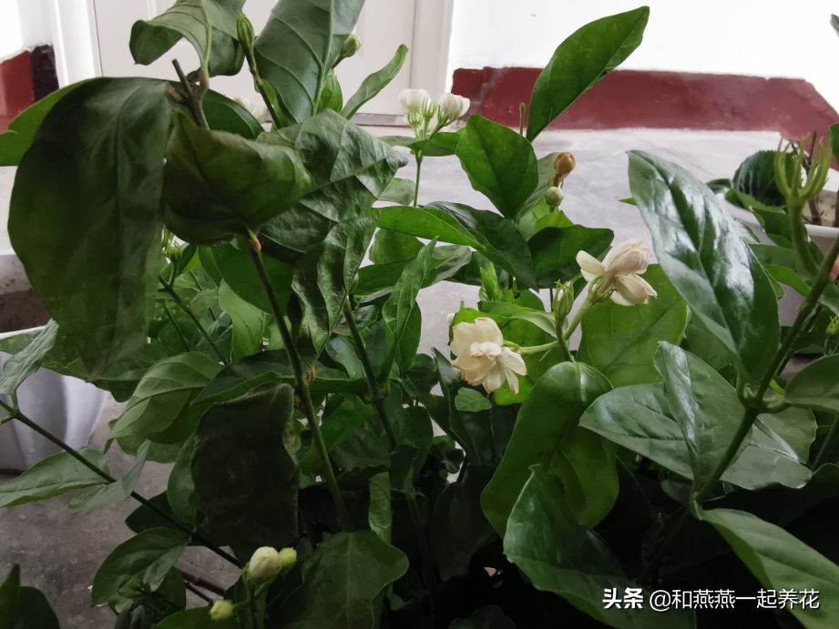 燕燕带你一步一步揭秘为什么花市买的茉莉花不换盆养不活