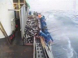 钓鱼的方法可以一秒钓到鱼,钓鱼变成荒野求生