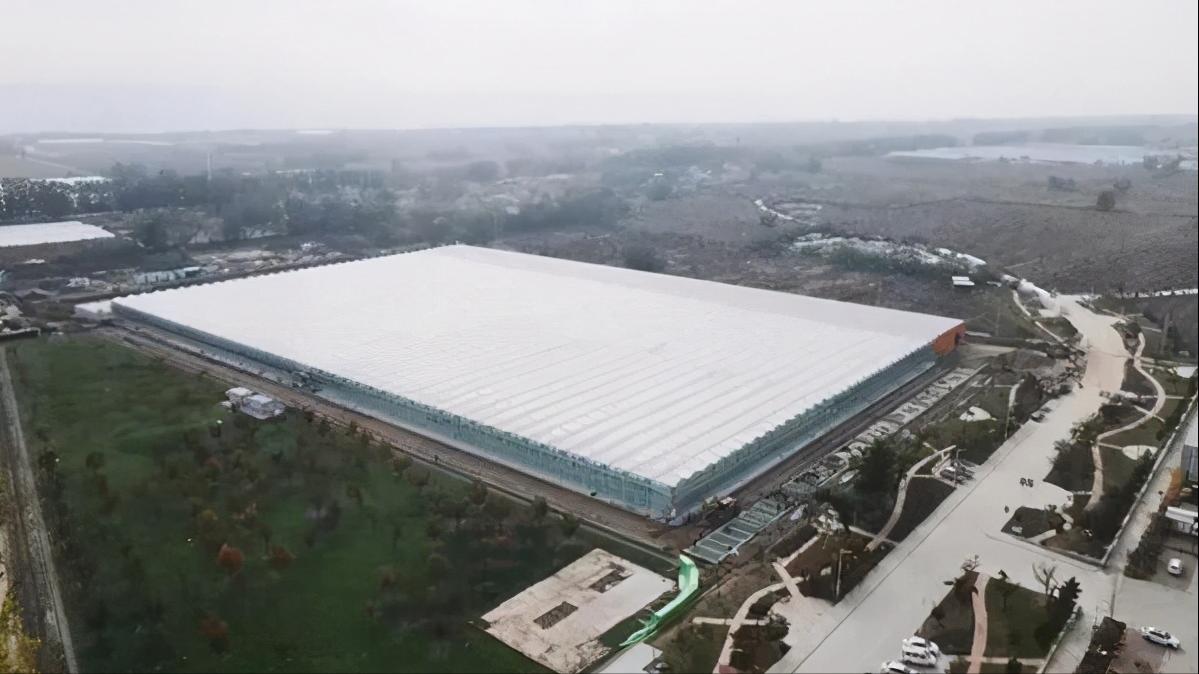 智能化玫瑰种植大棚,3000亩超大阳光玫瑰种植基地