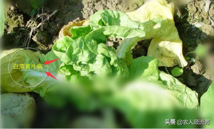 白菜种叶发黄的治疗方法,白菜枯死怎么治