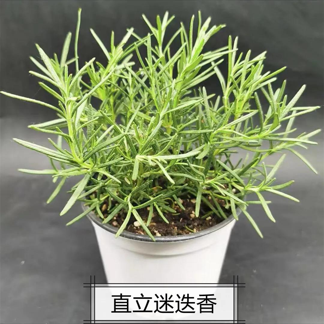 观花草本植物推荐,最具观赏性的观叶植物