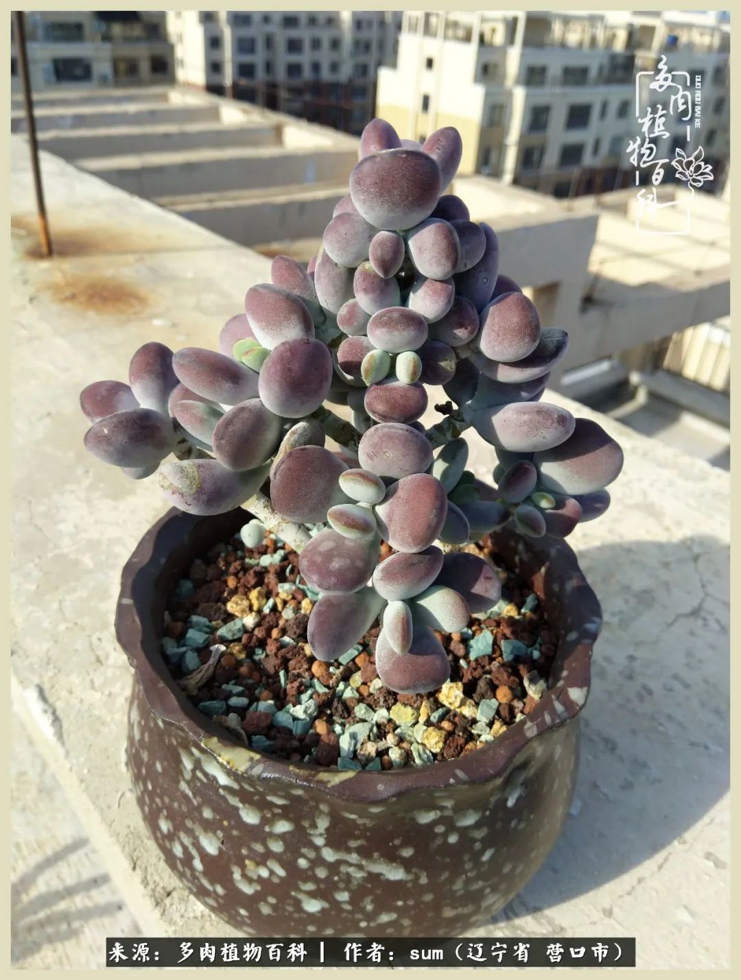 养多肉是一个很治愈的过程,养多肉是一种爱