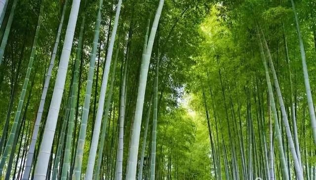 芍药花开季节花香四溢,芍药花开鸟语花香