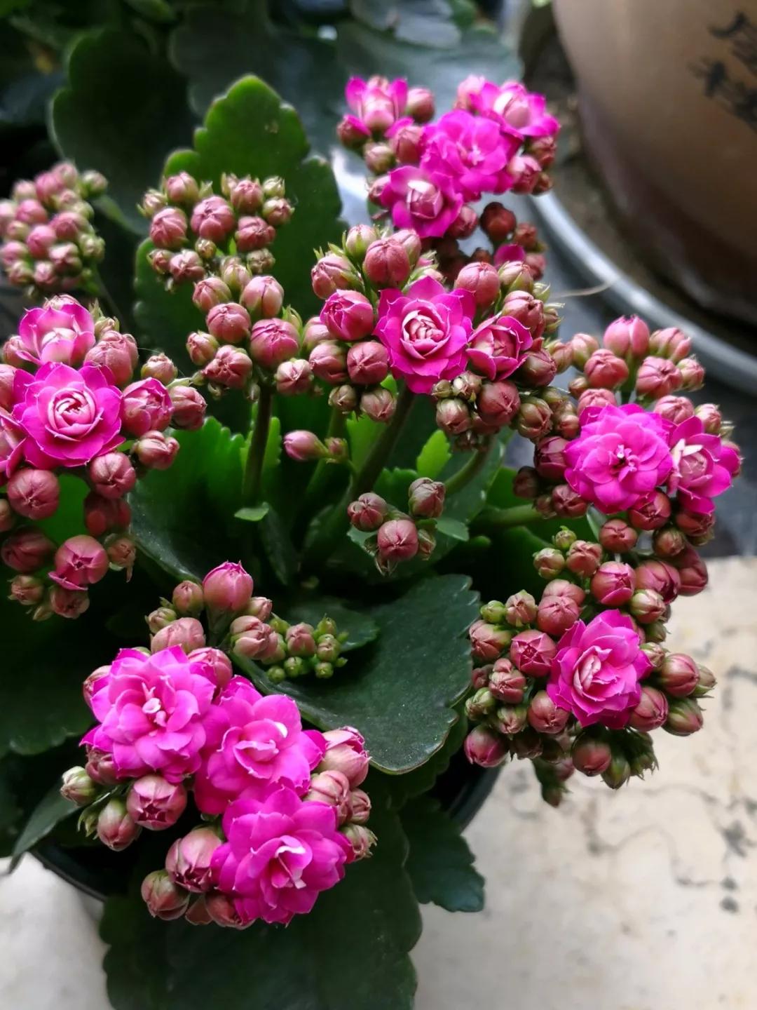 长寿花，寓意好、开花漂亮，花期长，品种多达300个