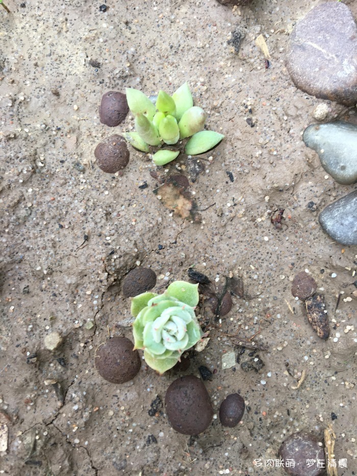 澶忚姳鏈夊摢浜涜姳,澶氳倝鏈夎姳鏈夋灉