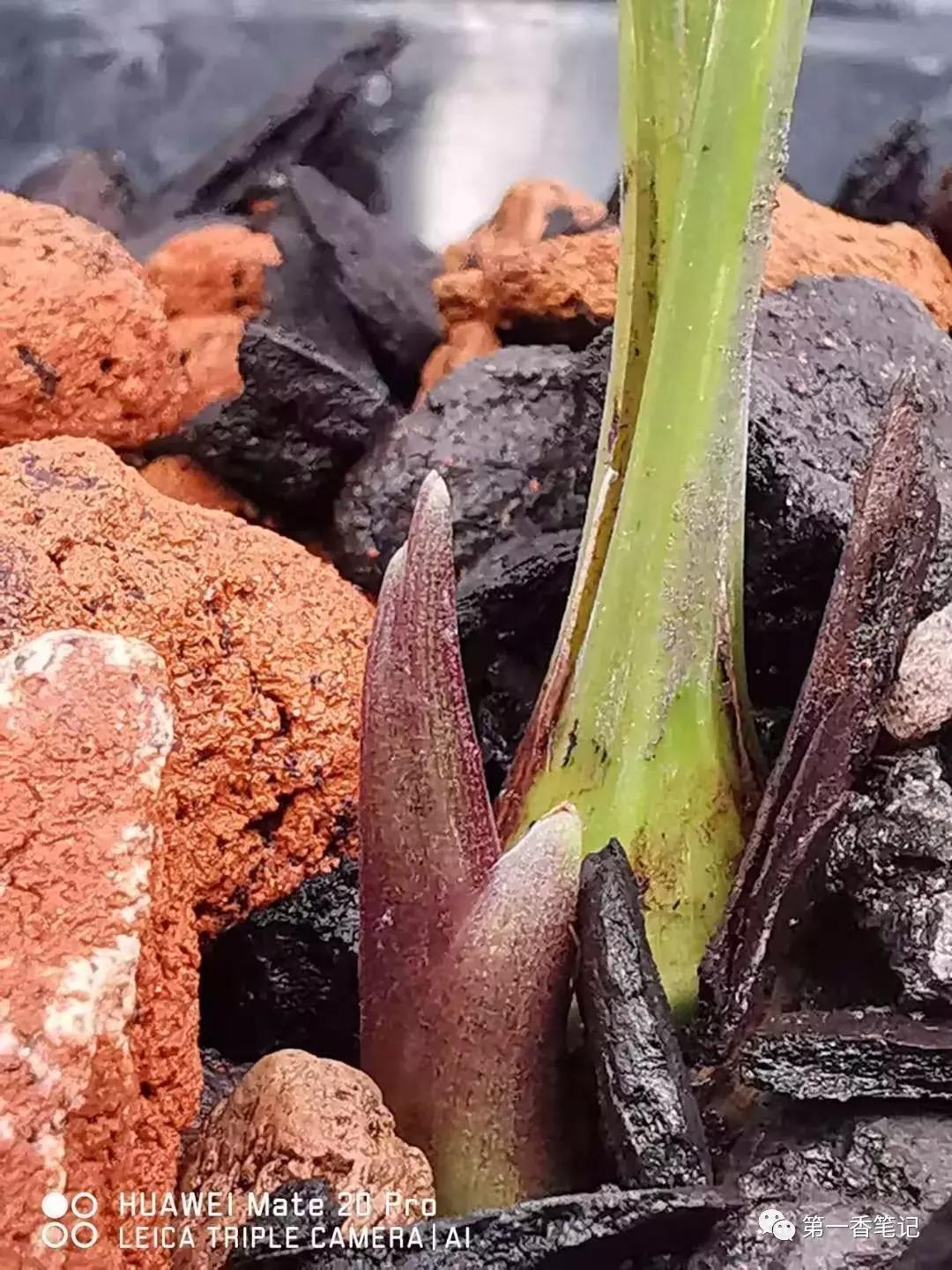 兰花花苞如何看品种,如何辨别兰花花苞的品种