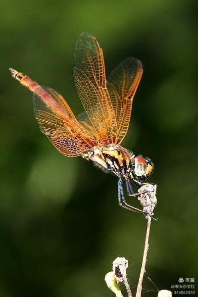 《捉蜻蜓》●作者/李继春