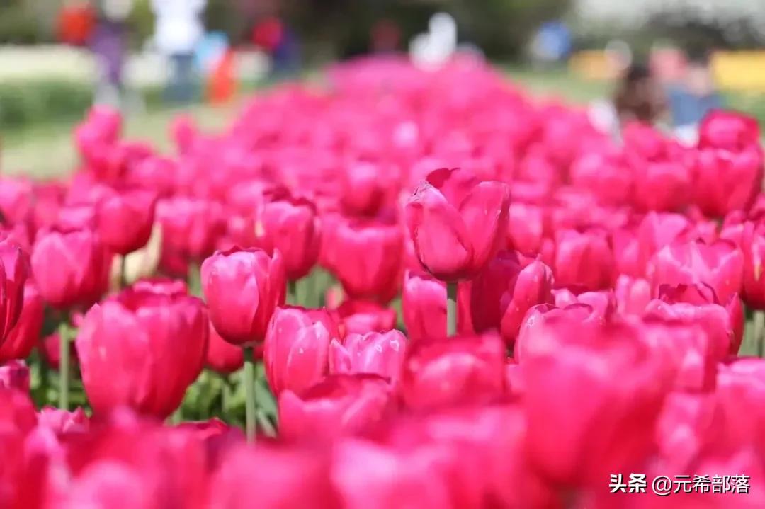 荷兰小镇郁金香盛开,荷兰小镇郁金香花海