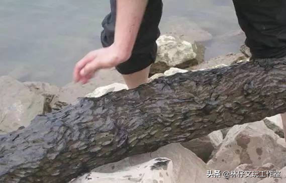 乌木根雕有收藏价值吗,简单介绍一下乌木及其收藏价值