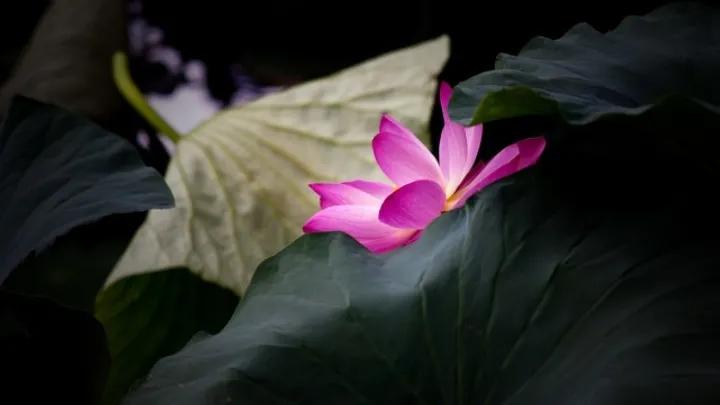 出淤泥而不染濯清涟而不妖行书,出淤泥而不染濯清涟而不妖意思