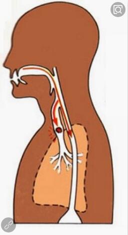 食不言寝不语生物学原理,食不言寝不语的医学道理