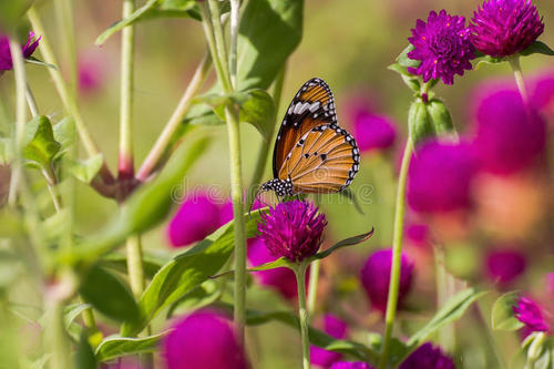 荀子劝学君子之学也翻译,荀子劝学24
