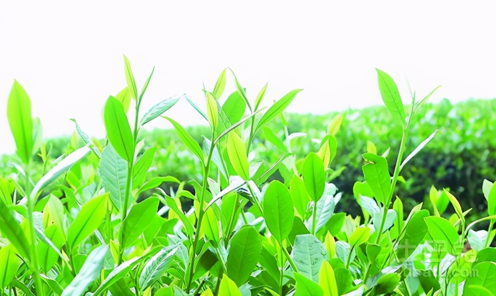 白毫银针茶产地在哪里,白茶白毫银针产地排行榜