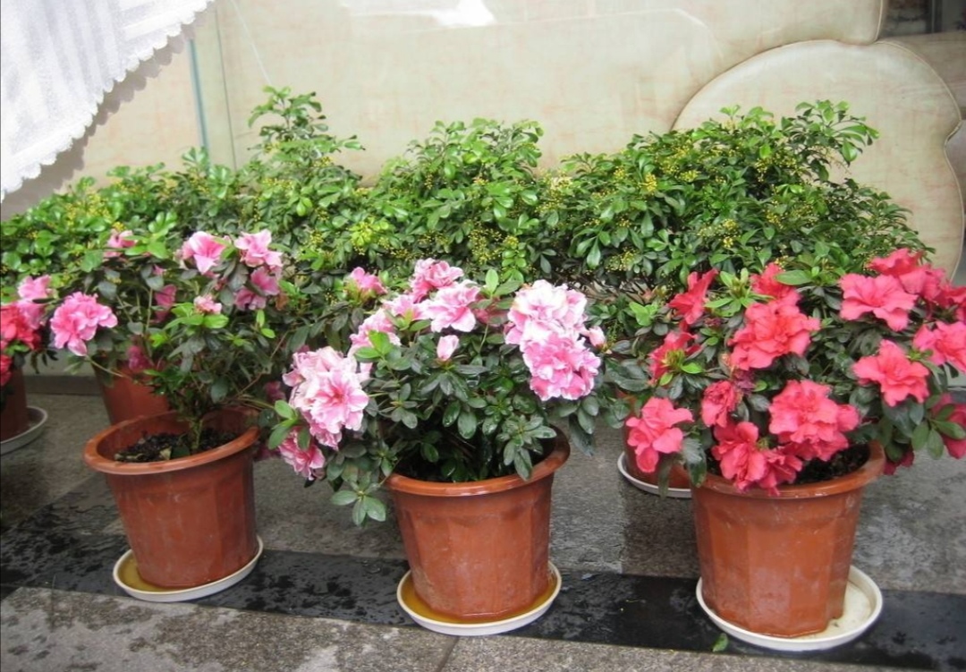 家里养杜鹃花的正确方法,杜鹃叶子长得旺怎么不开花