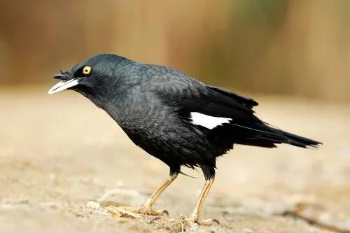 八哥鸟拉稀是白色没精神的怎么办,八哥鸟容易生病吗