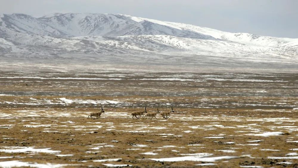 炸裂！全球唯一合法资质进入羌塘，一起去实现人生终极越野梦