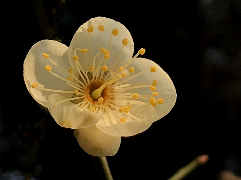 南京古林梅岭，二梅报春；盆景园梅花，婀娜多姿