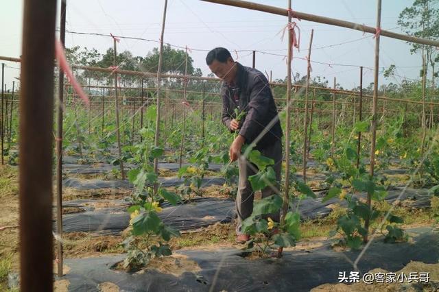 种植致富的先行者——记广西*白县博**亚山镇互卫村脱贫户刘陶生