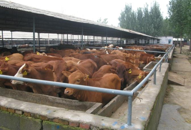 肉牛养殖场怎么样经营才能赚钱,养殖肉牛生意怎么做