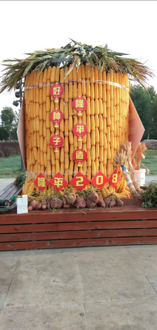 隆平208产量顶呱呱,隆平208玉米品种株高