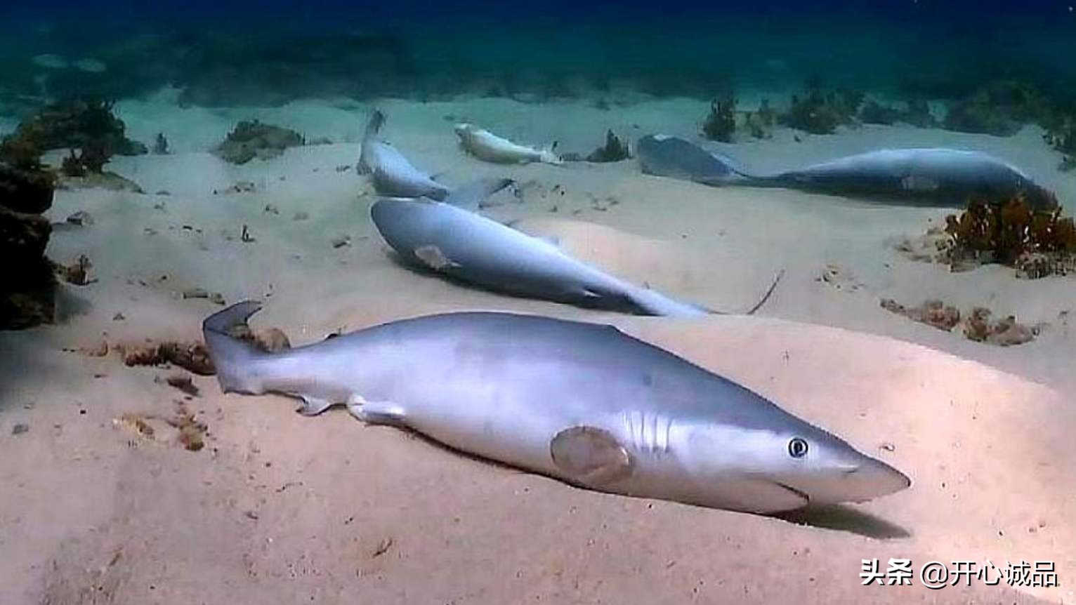 极限工作之捕鲨：年捕杀2亿条！虽说给了份子钱，鱼翅能不吃吗？