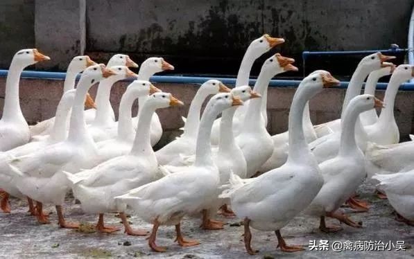 养鹅怎么养最快最有效方法,冬天养鹅的最佳方法