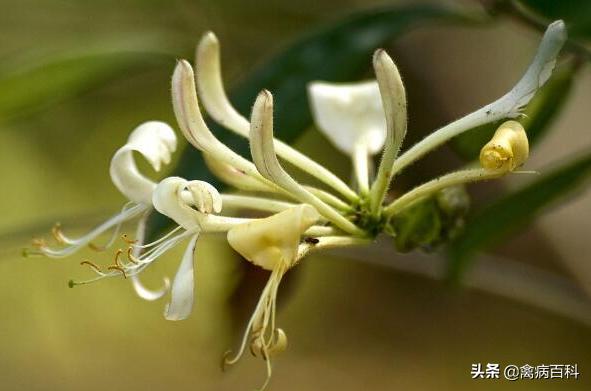 鸡群支气管炎怎么治,鸡群传染性喉气管炎