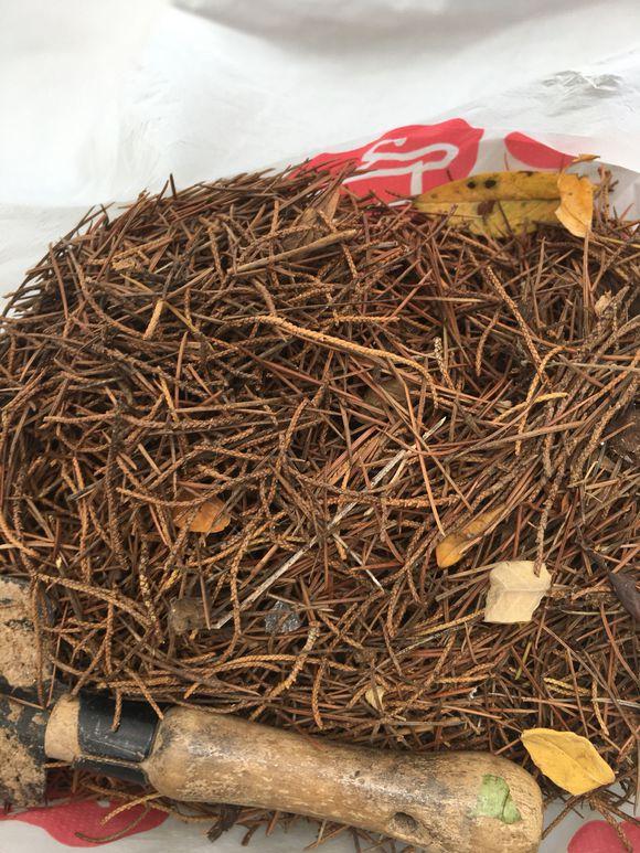 君子兰根部长了小虫怎么办,君子兰死了根部冒出小芽怎么办