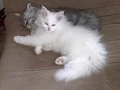 长着胡子的猫咪什么品种,有胡子的猫咪是哪种猫