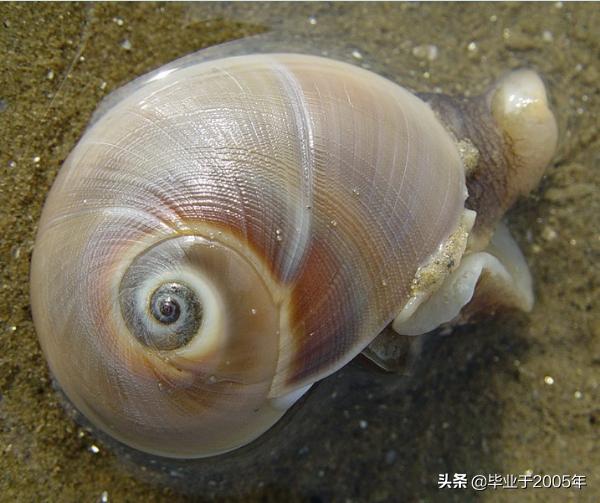 大连常见的海鲜美食都有哪些,大连海鲜吃货大全