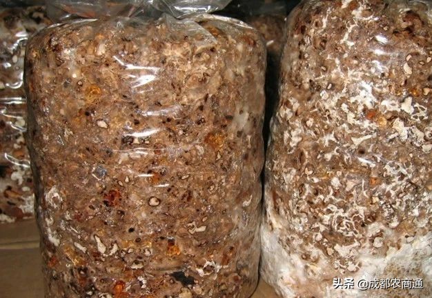 香菇种植技术培训教程,椴木香菇种植与管理