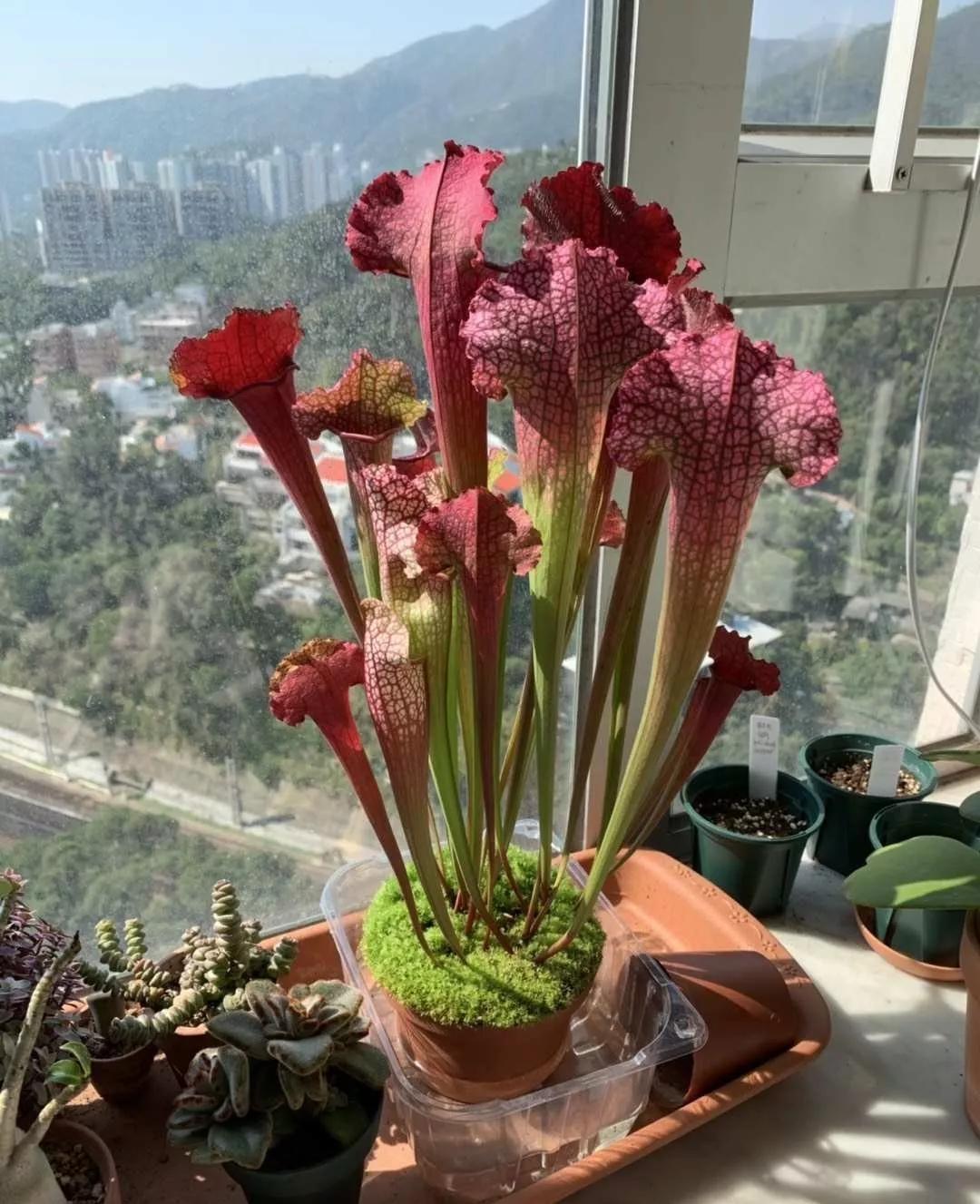 养哪一种吃虫子的花最合适,这4种花真省心养在家里不招虫