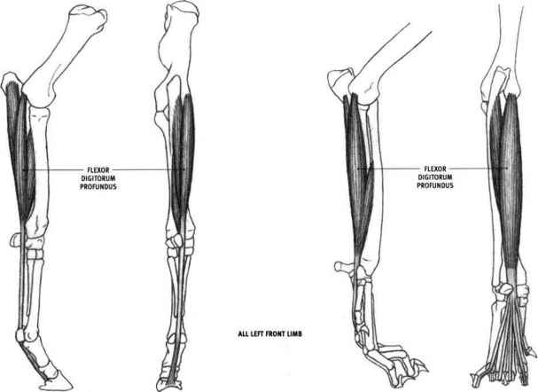人体的变异,人体罕见变异现象排行榜