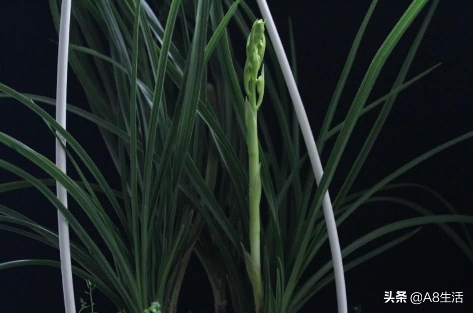 每日一品,蕙兰潘绿梅和庆华区别