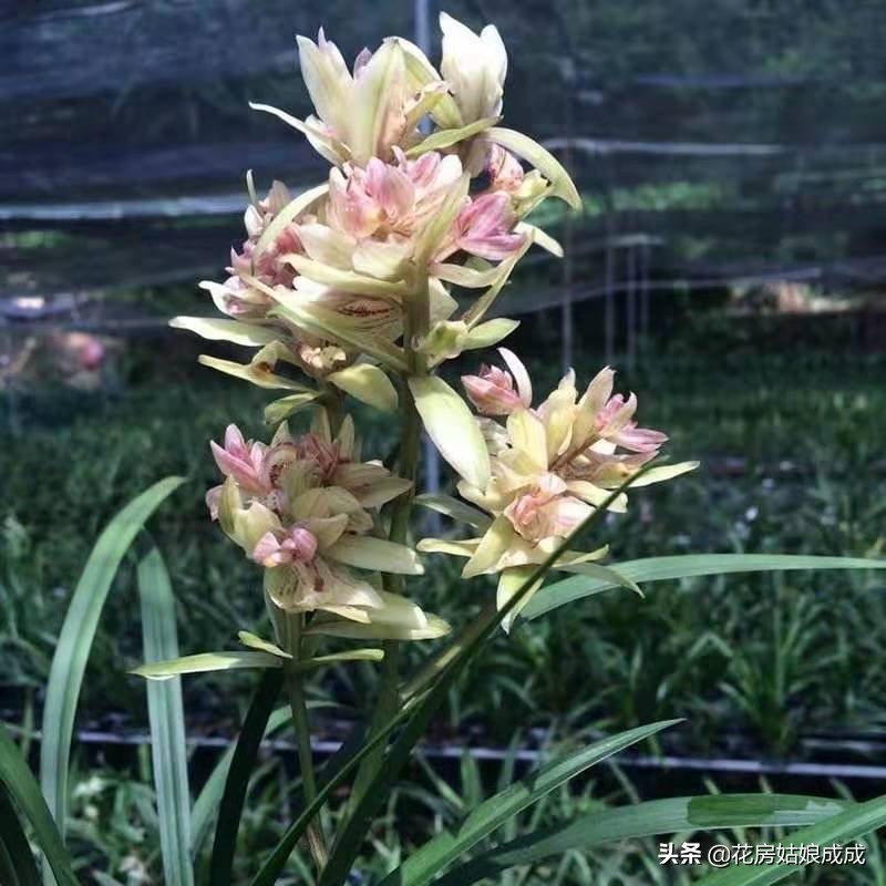 兰花换盆用什么土比较好,兰花换盆用的土怎么配