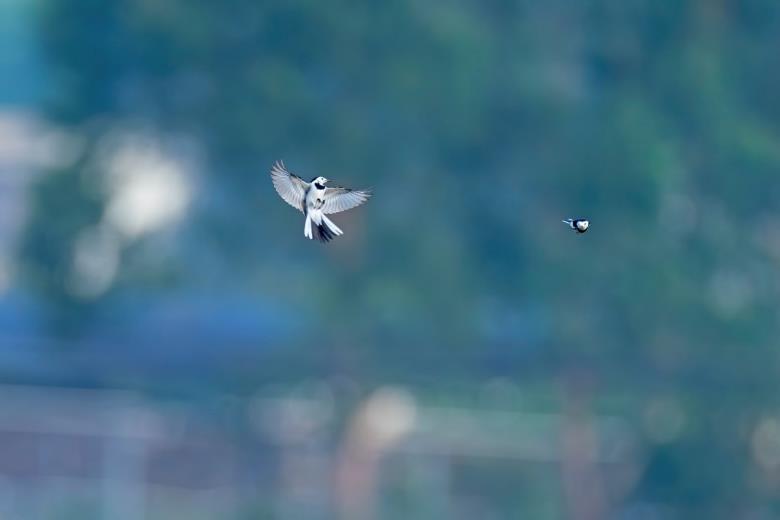 索尼alpha6000使用方法,索尼alpha6000使用技巧