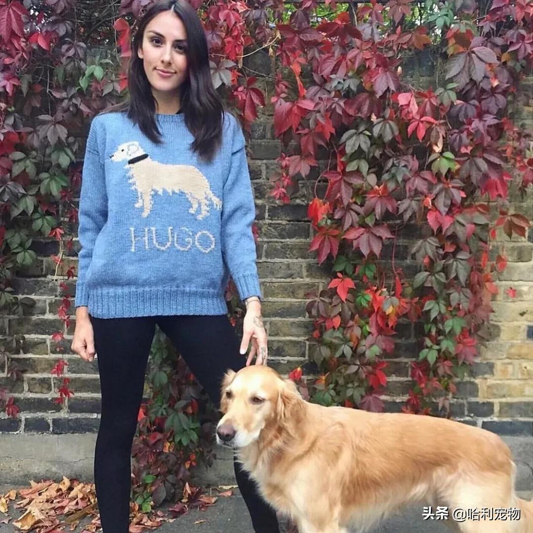 金毛流粘稠口水是怎么回事,金毛想吃东西流白色口水