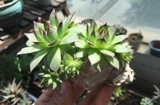 夏天耐热露天最好养的多肉,冬天夏天不用搬回室内养的多肉