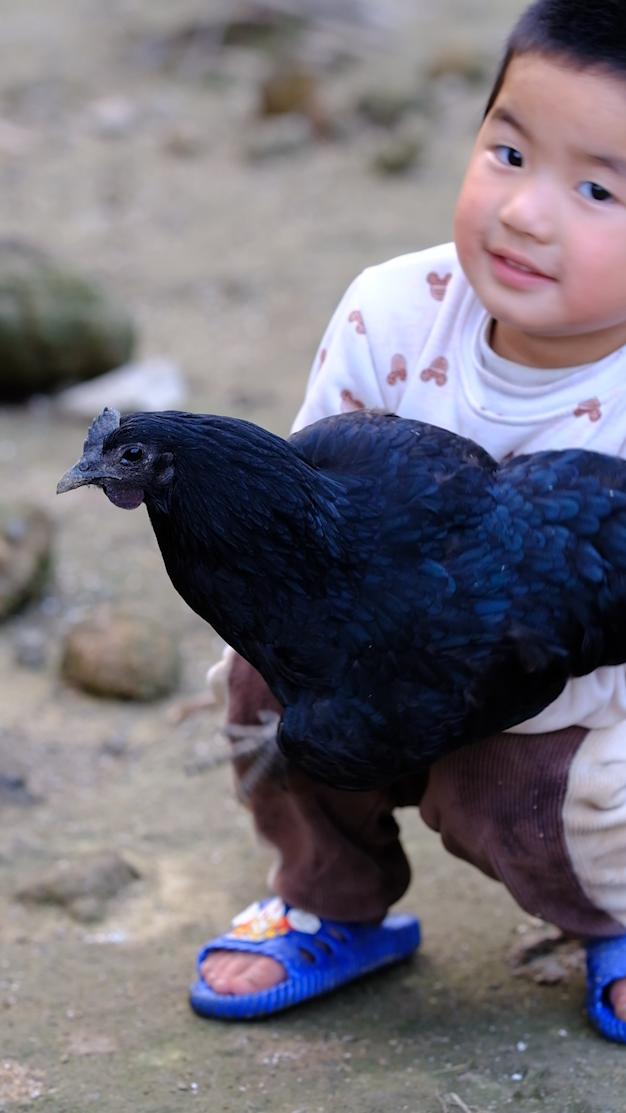 全身皮毛都是黑色的,长得像鸟一样的鸡,一年能卖8000多只