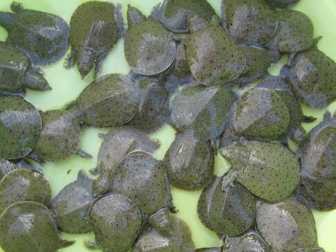 饲养甲鱼需要什么条件,甲鱼的养殖条件及饲养管理办法