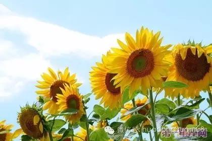 有种花叫满天星的花语是什么,每朵花都有花语而你又知道多少