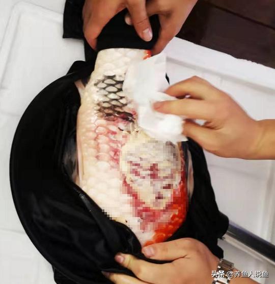 锦鲤鱼冬季烂身治愈难度比夏季要高太多，是什么原因导致的？