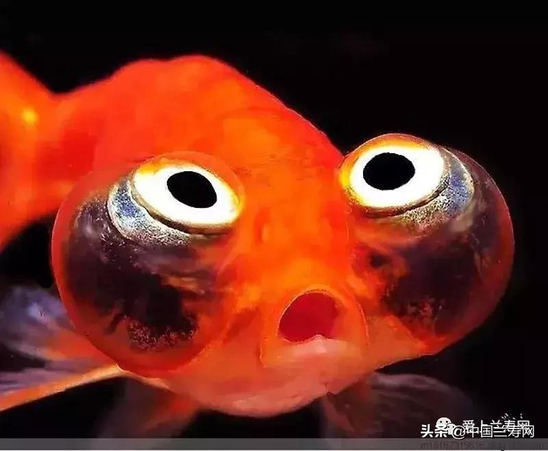 各种金鱼欣赏,金鱼鉴赏