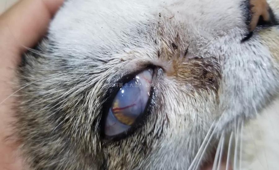 猫咪角膜溃疡最快治愈的方法,猫咪眼球突出角膜穿孔