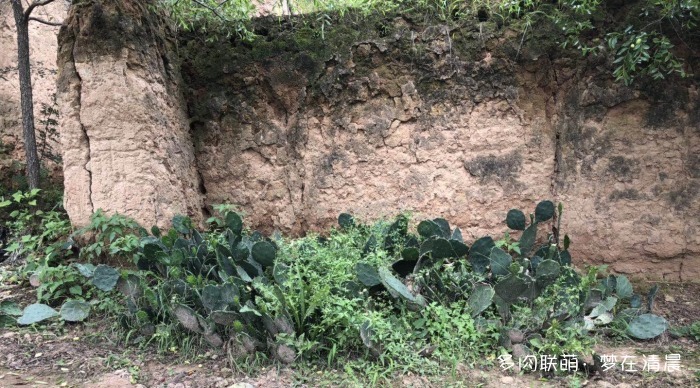 澶忚姳鏈夊摢浜涜姳,澶氳倝鏈夎姳鏈夋灉