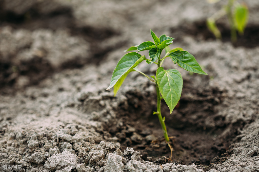 辣椒定植15天后茎基部发紫,关于露地辣椒定植的有效管理方法