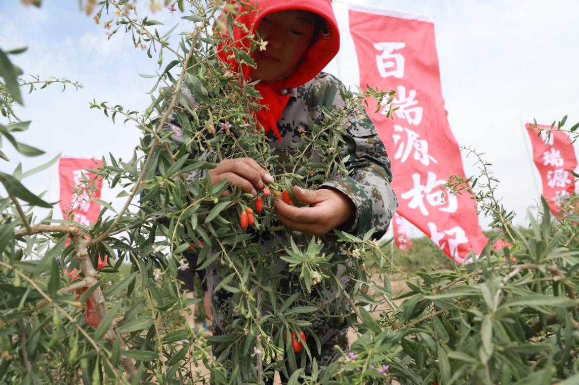 宁夏头茬枸杞价格,头茬枸杞子宁夏特级