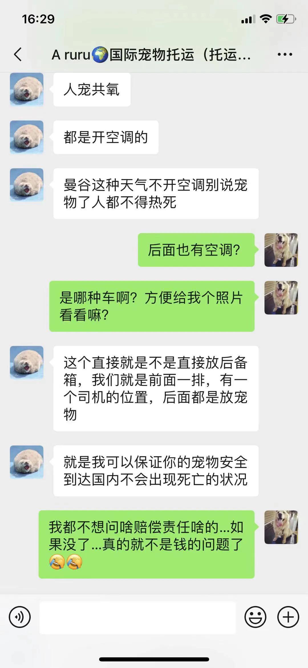 金毛siri被无良商家托运真实视频,金毛被主人丢弃了真是太可怜了