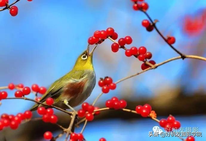 慢速拍鸟的技巧,90d拍鸟技巧